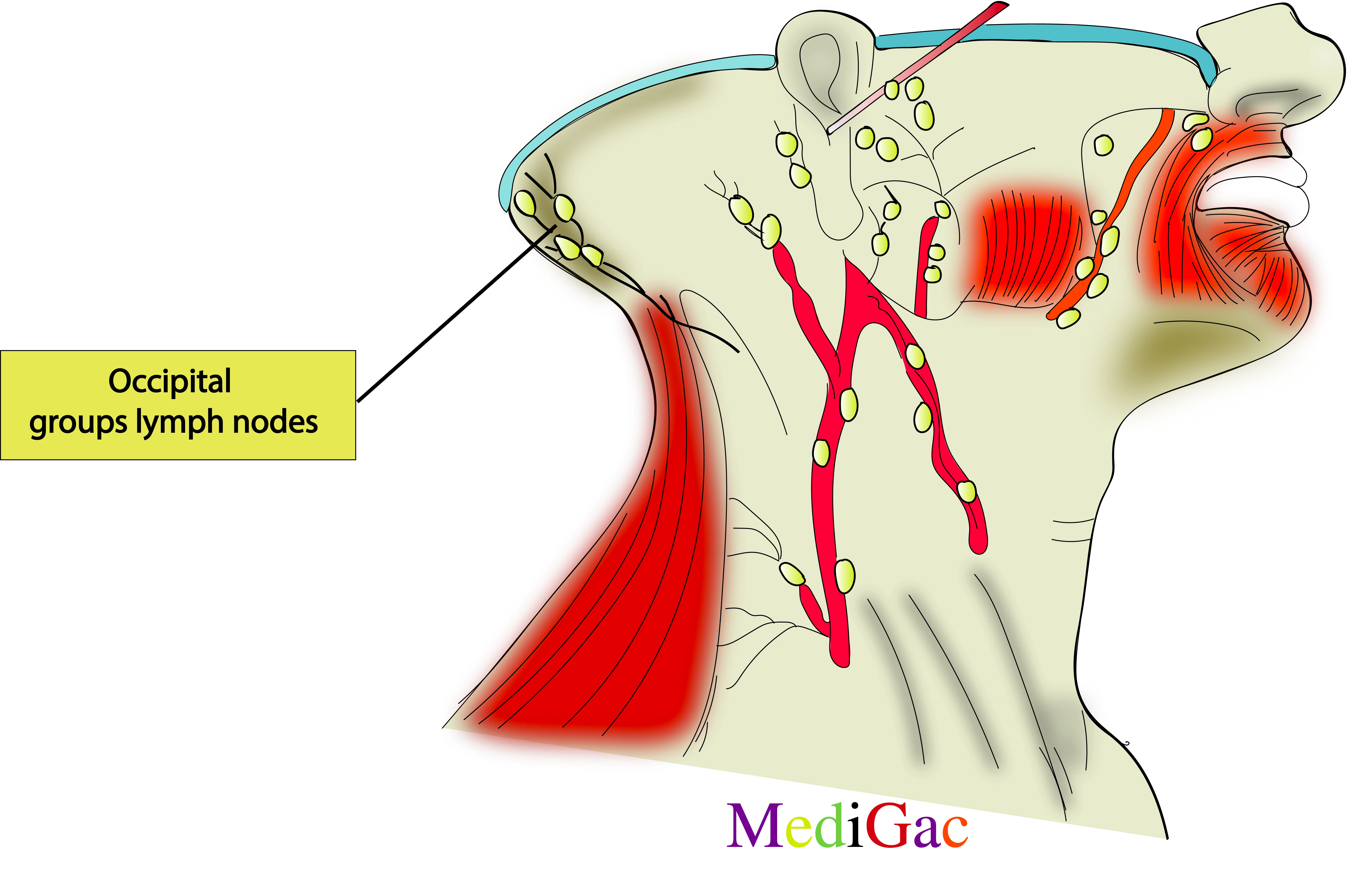 Occipital lymph nodes